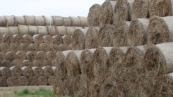 Straw bales